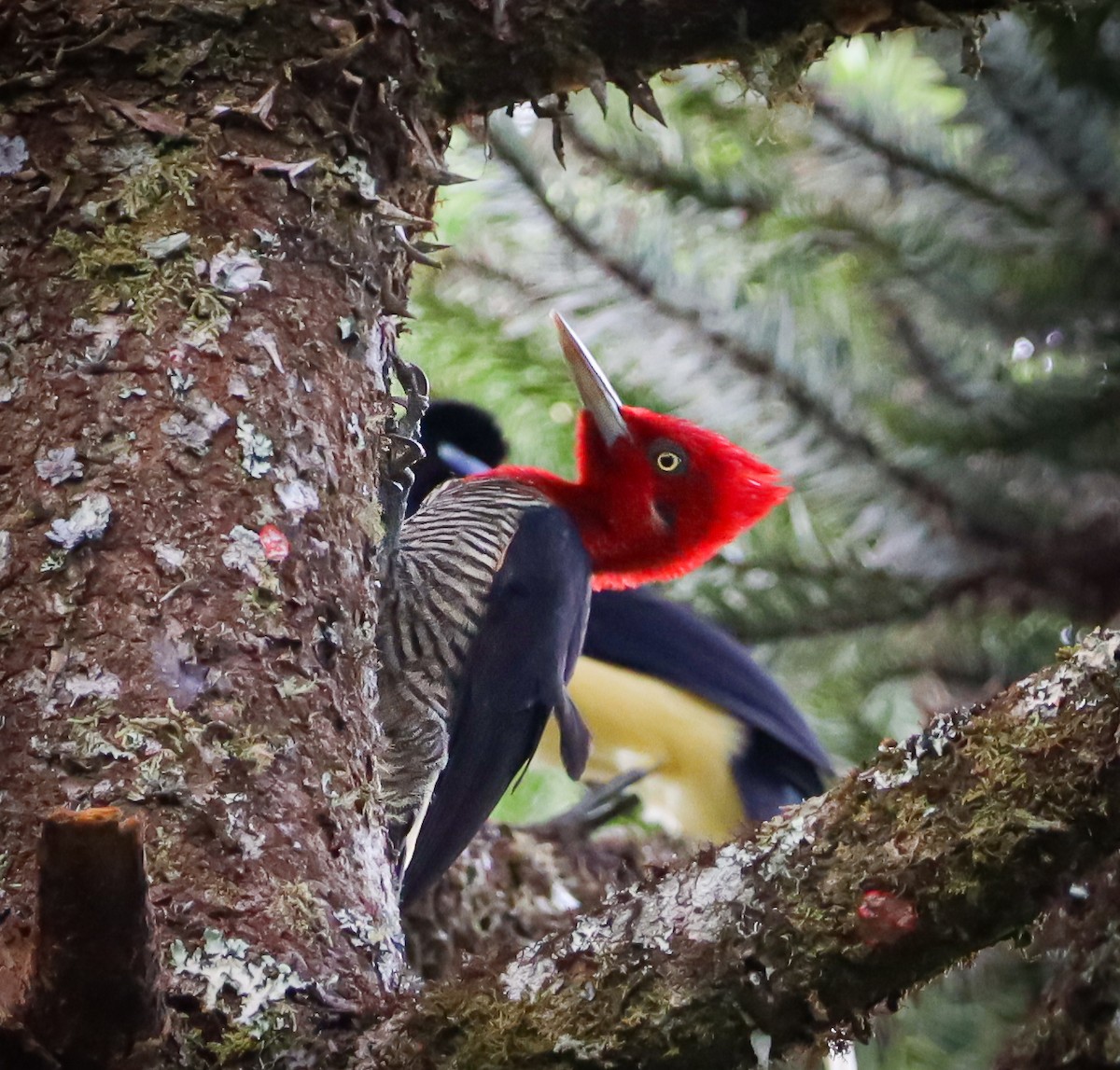 Robust Woodpecker - Elby Anderson A Silva