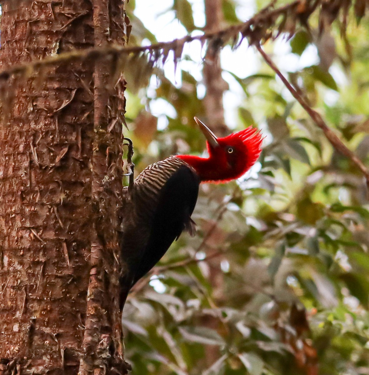 Robust Woodpecker - Elby Anderson A Silva