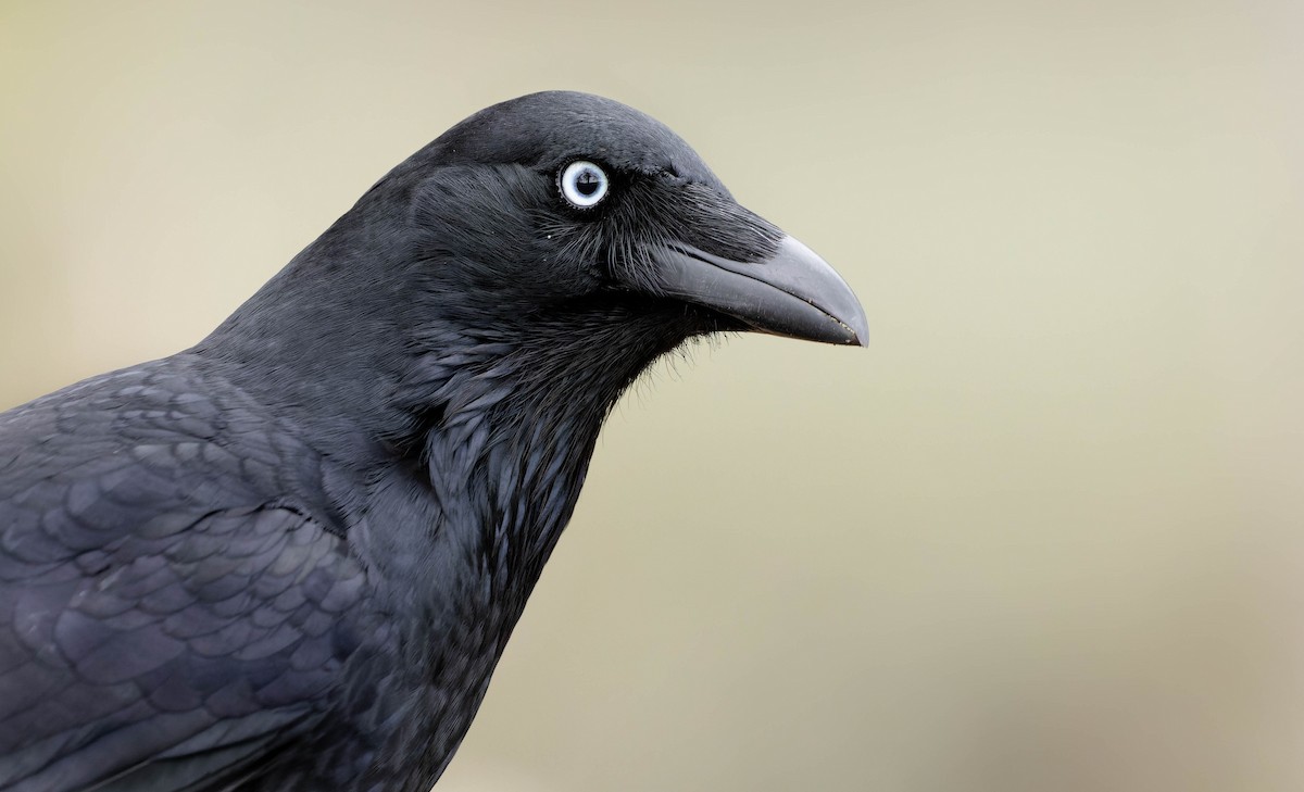 Little Raven - Zebedee Muller