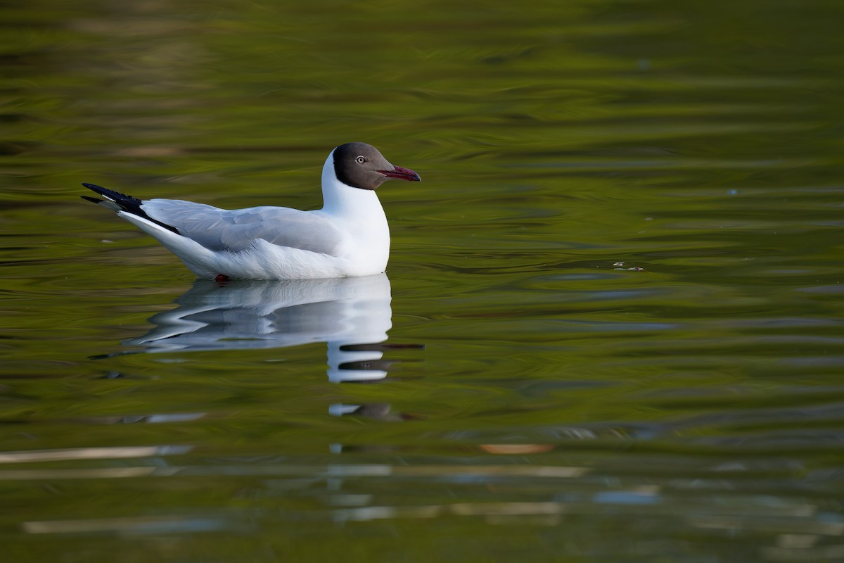 Brown-headed Gull - Vincent Wang