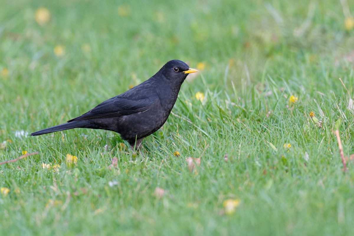 Tibetan Blackbird - ML357772381