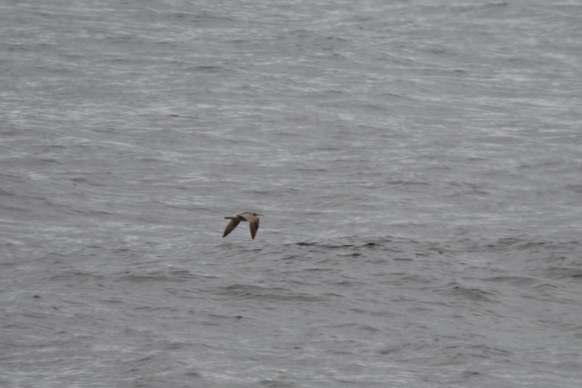 Whimbrel - Ana Amaral