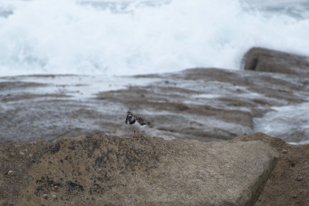 Ruddy Turnstone - ML357773551