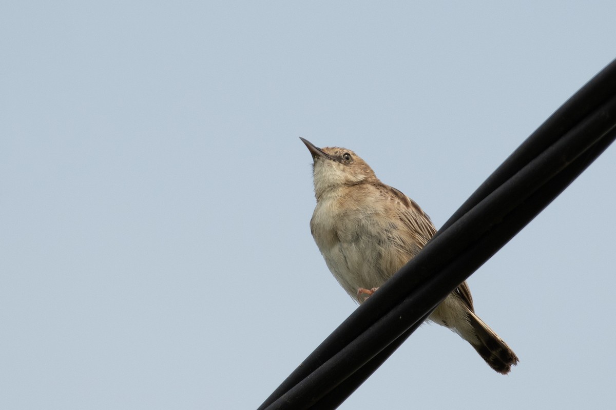 Zitting Cisticola - ML357773771