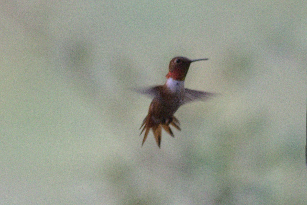 Colibrí de Allen - ML357773801