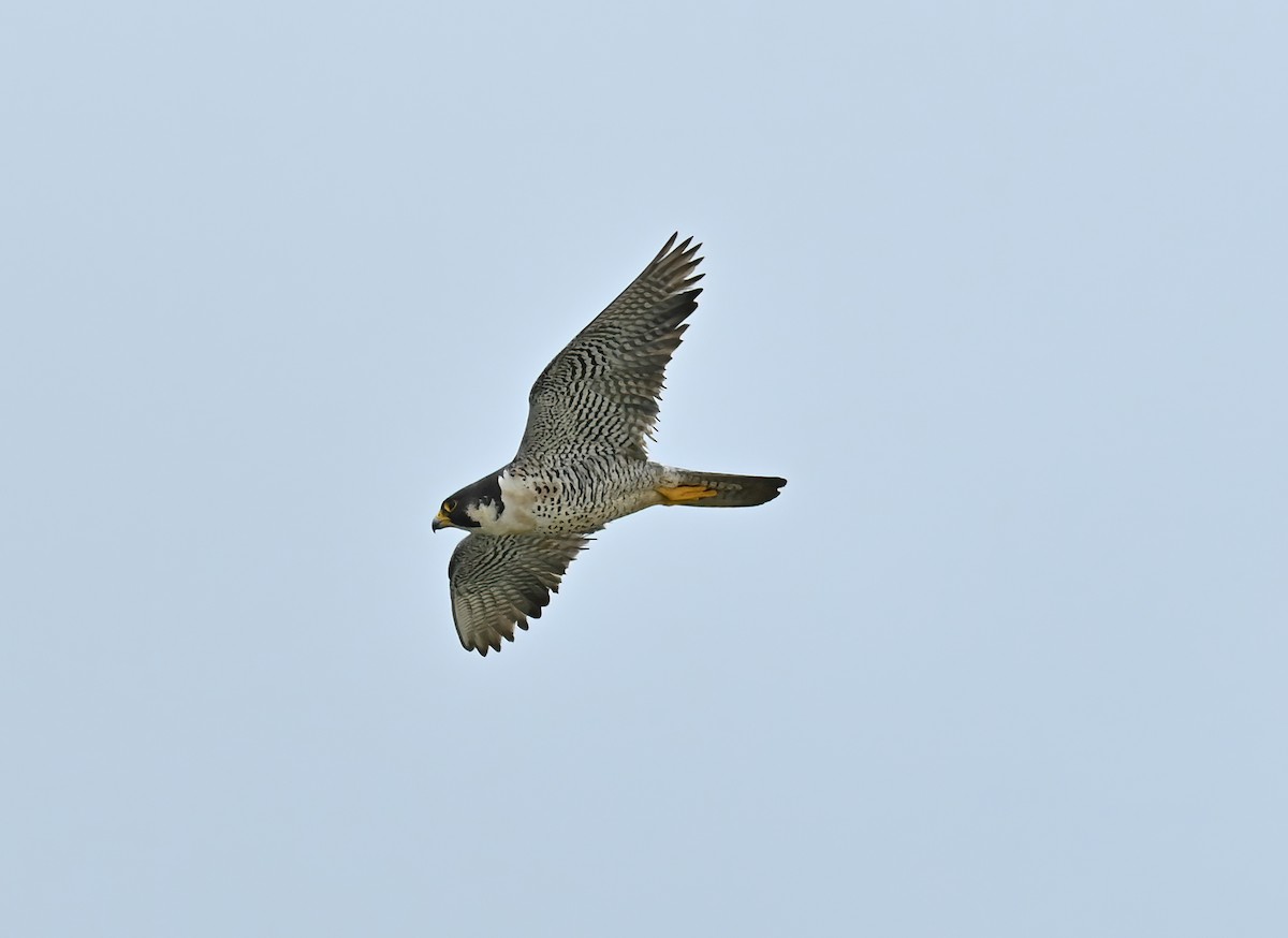 Peregrine Falcon - ML357774071