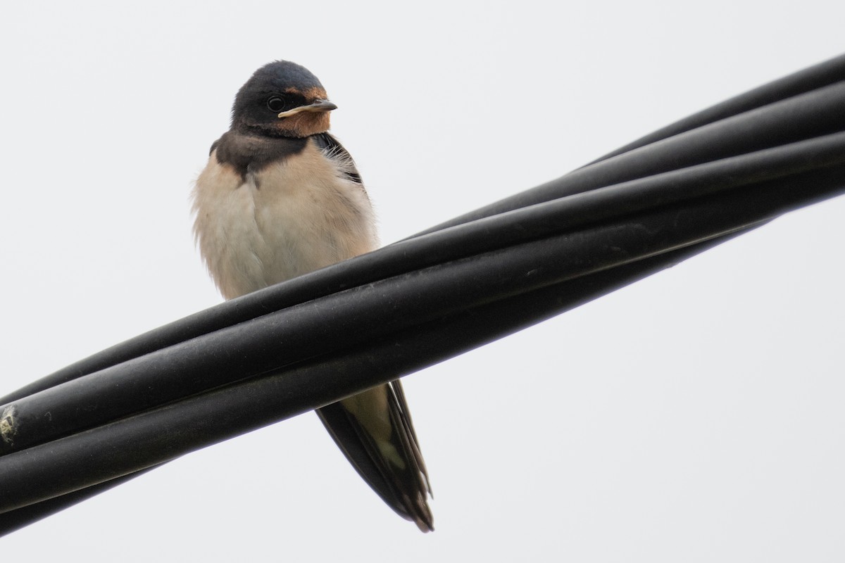 Barn Swallow - ML357774091