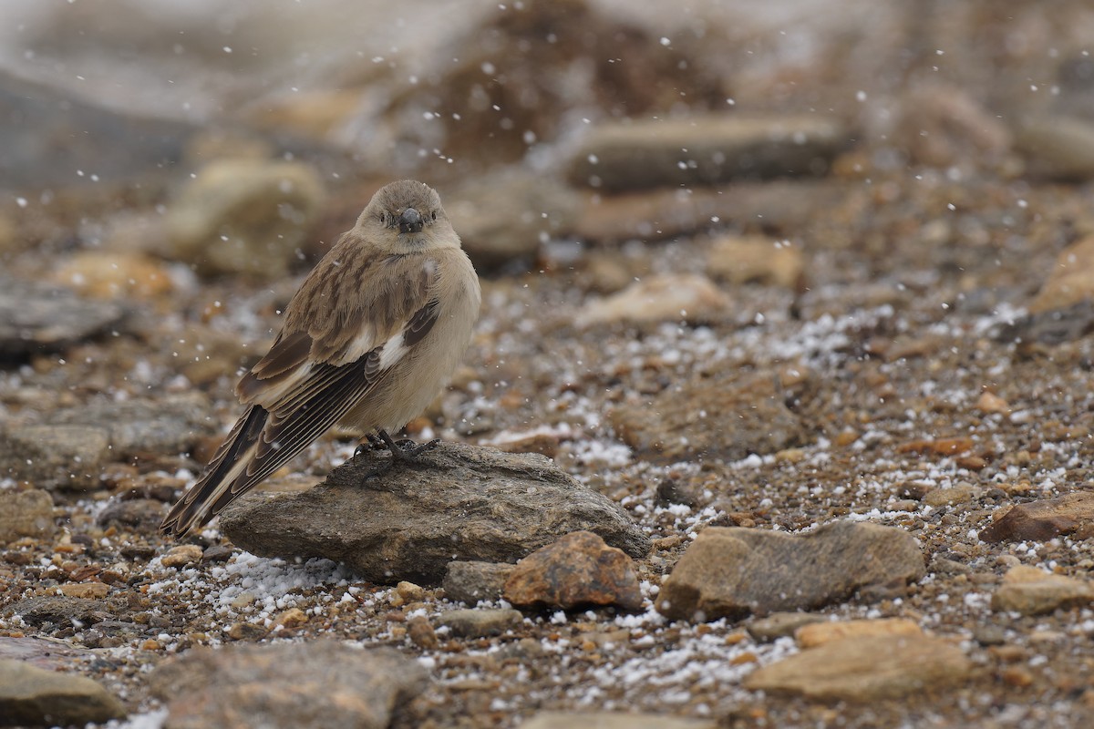 Black-winged Snowfinch - Vincent Wang