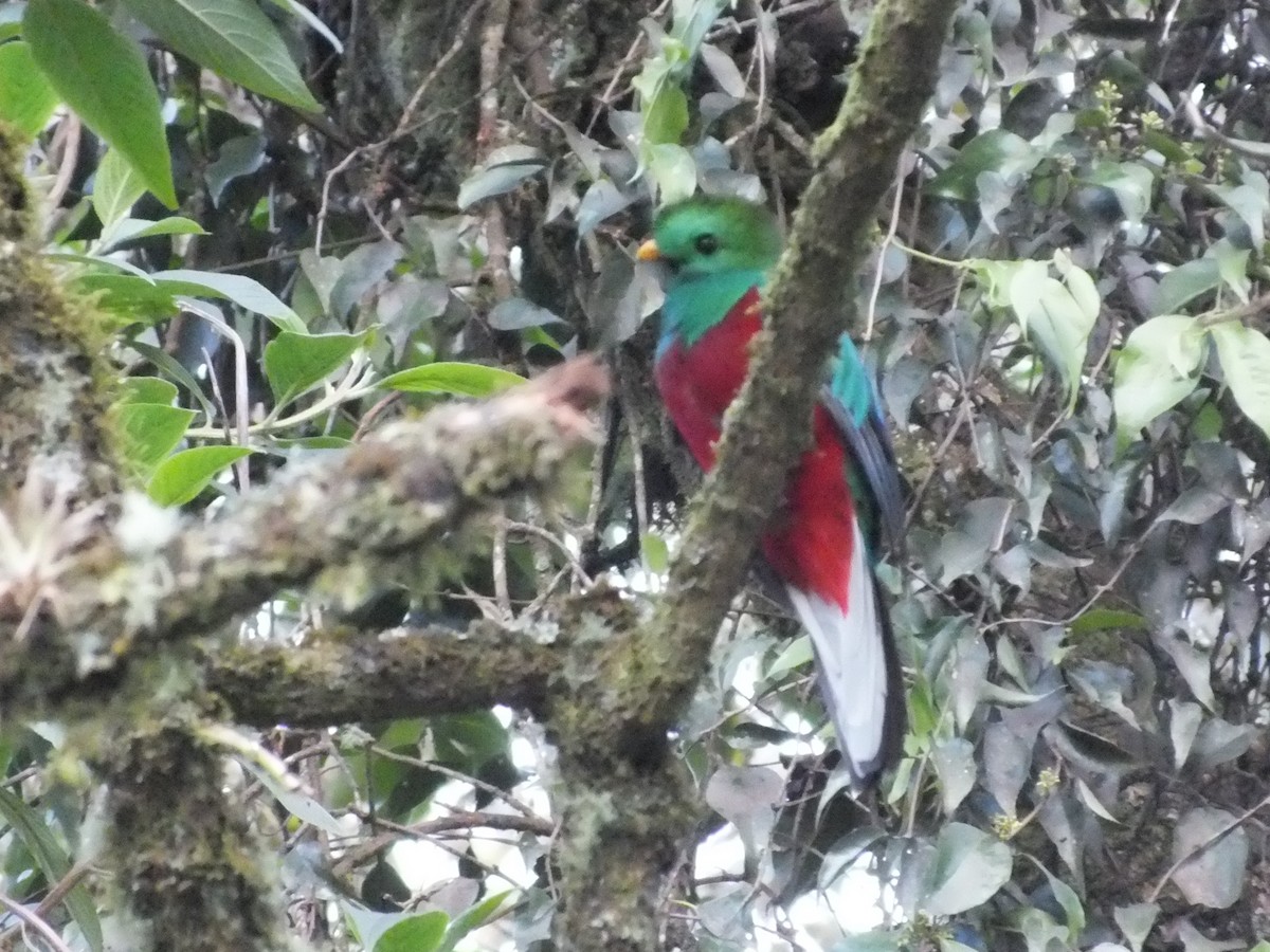 Quetzal resplendissant (costaricensis) - ML357776451