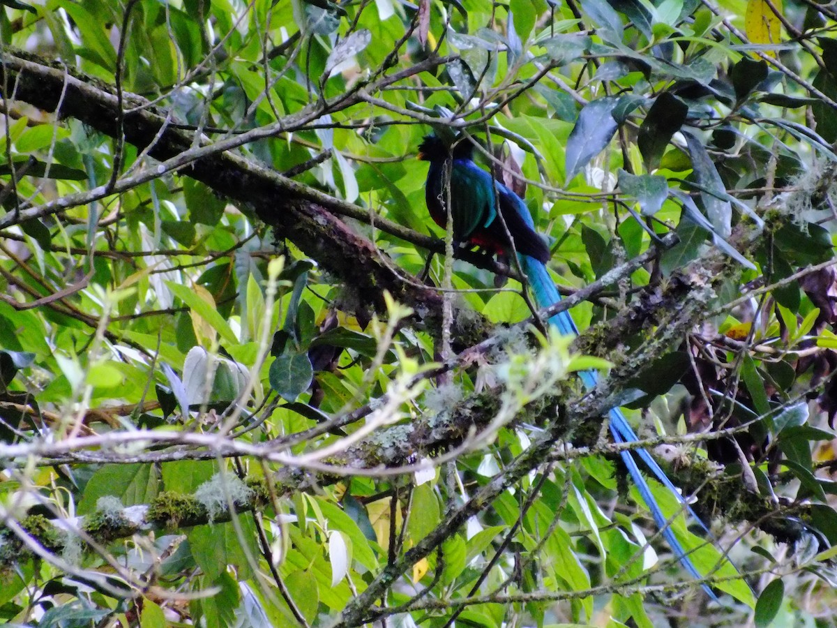 Quetzal resplendissant (costaricensis) - ML357776461