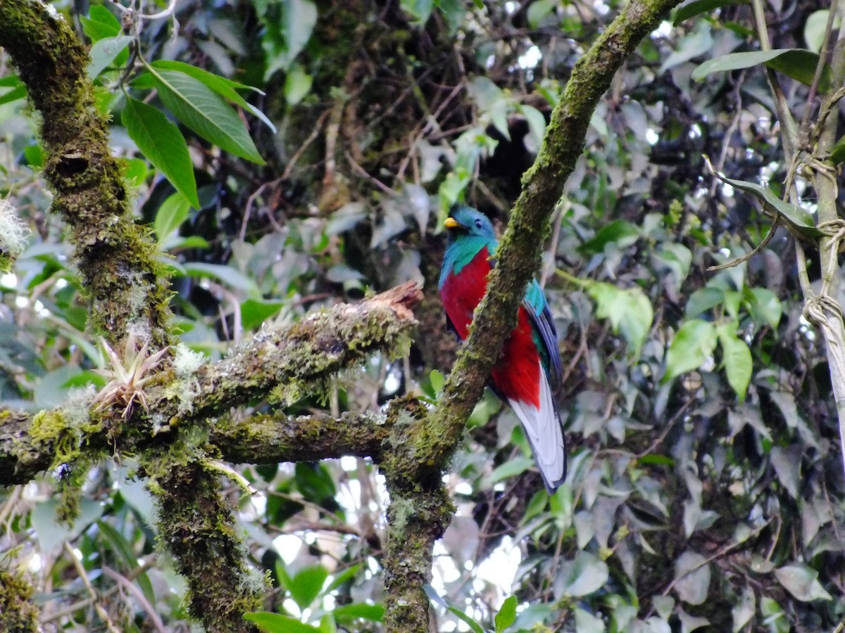 Quetzal resplendissant (costaricensis) - ML357776471