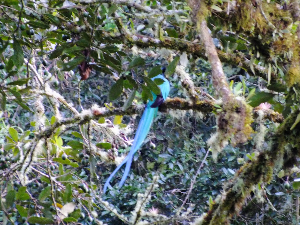 Quetzal resplendissant (costaricensis) - ML357776501
