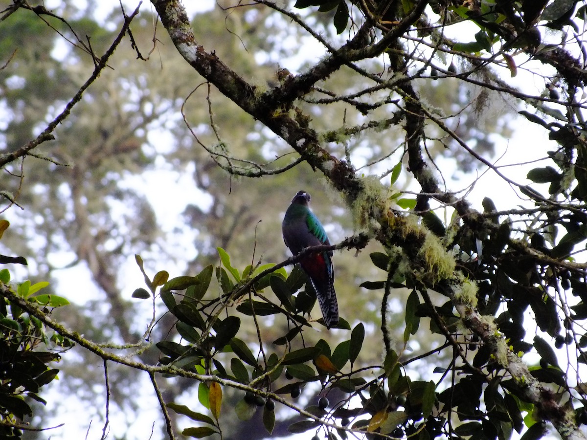 Quetzal resplendissant (costaricensis) - ML357776511