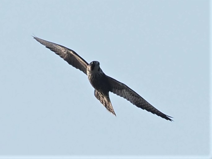 Peregrine Falcon - ML357777851