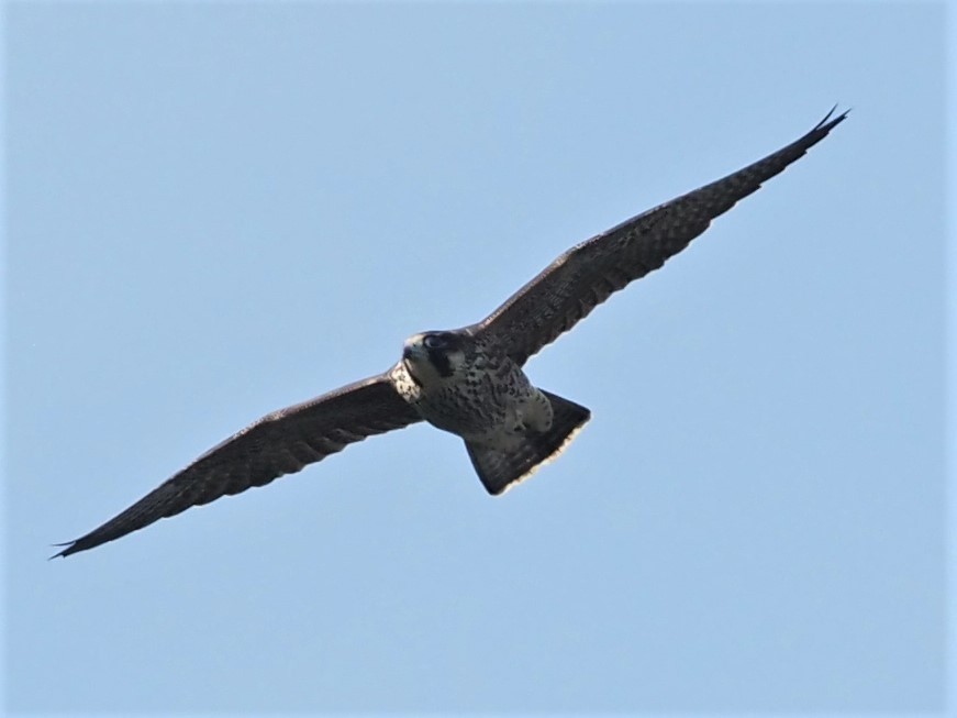 Peregrine Falcon - ML357777901