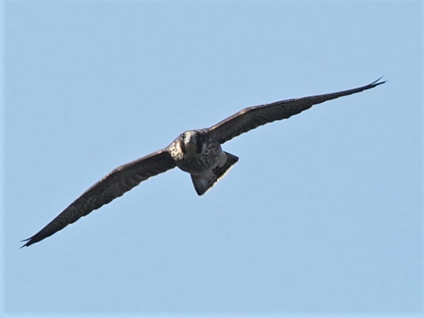 Peregrine Falcon - ML357777911