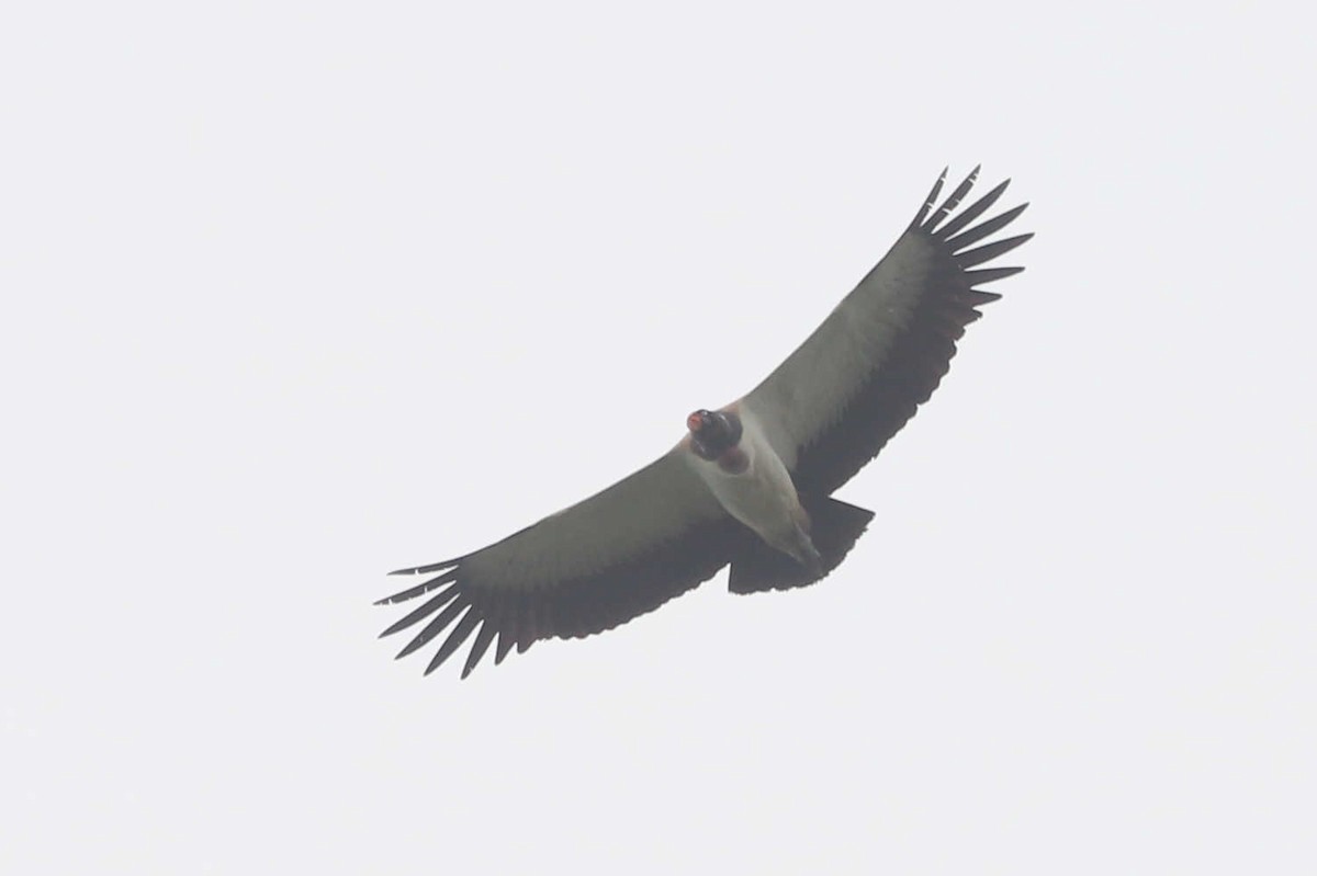 King Vulture - ML357779261