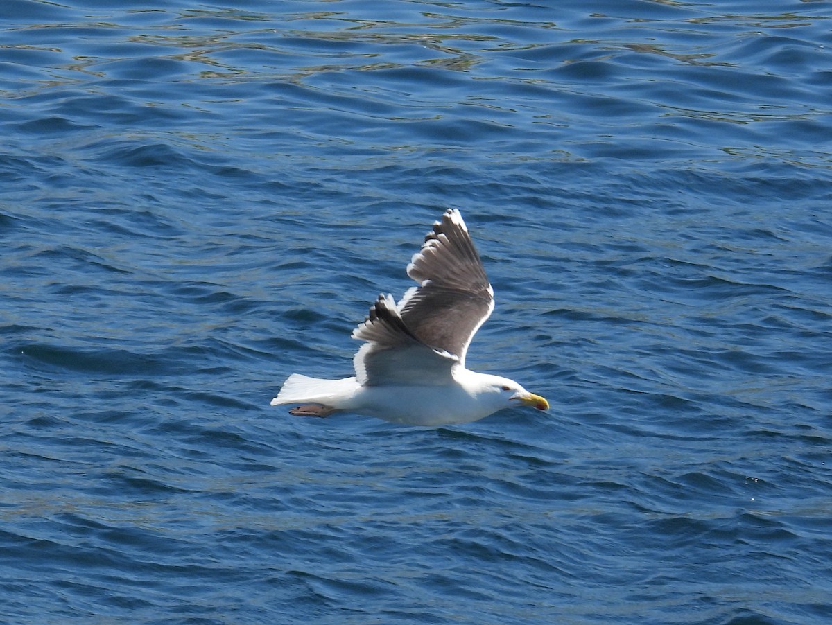 Great Black-backed Gull - ML357779501