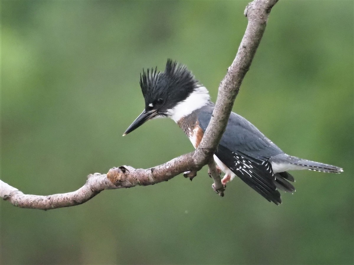Belted Kingfisher - ML357780631