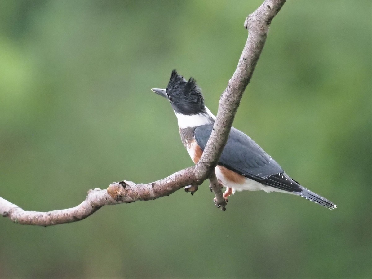 Belted Kingfisher - ML357780641