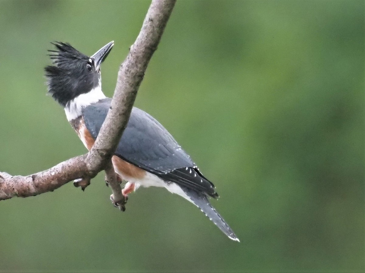 Belted Kingfisher - ML357780651