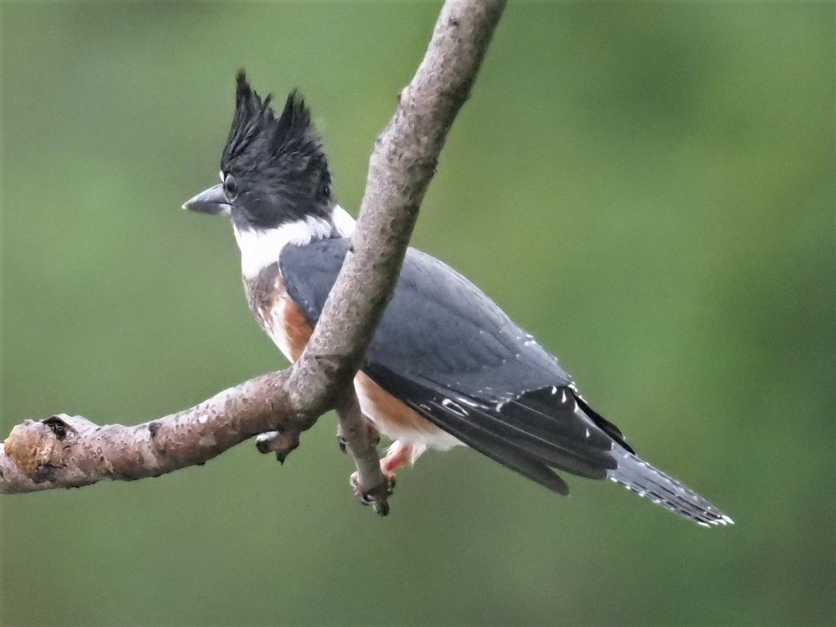 Belted Kingfisher - ML357780661