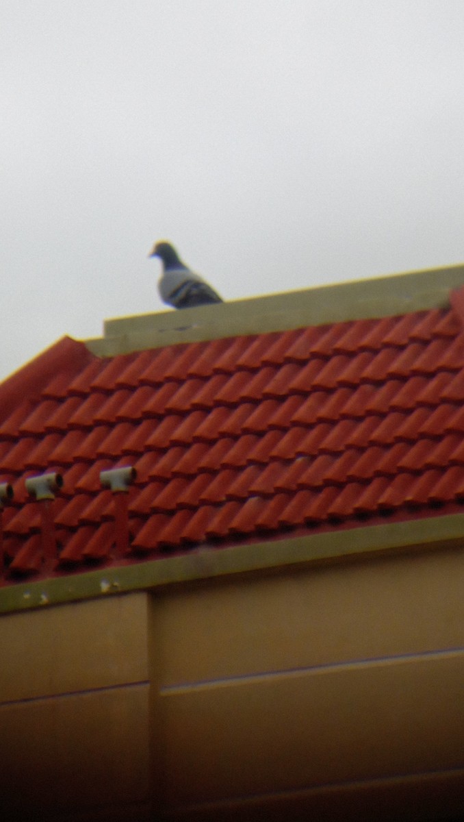 Rock Pigeon (Feral Pigeon) - ML357781661