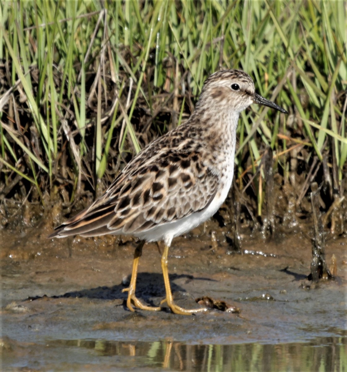 Least Sandpiper - Jim Stasz