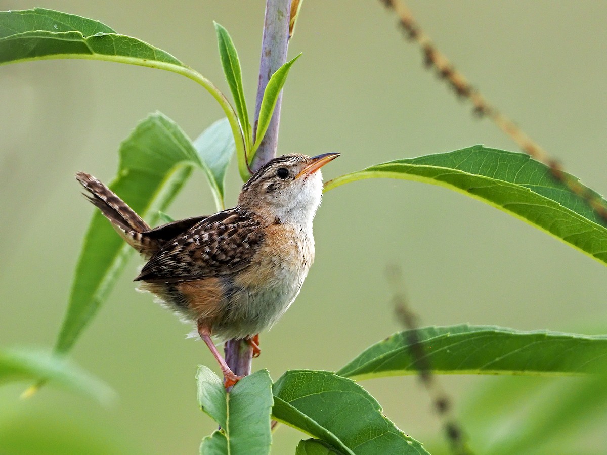 Sedge Wren - ML357782931