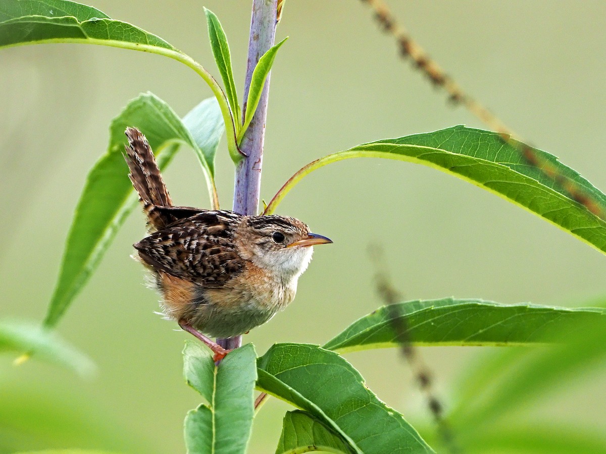 Sedge Wren - ML357782951