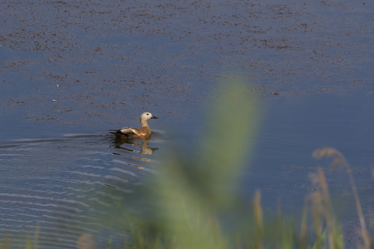 Ruddy Shelduck - ML357783061