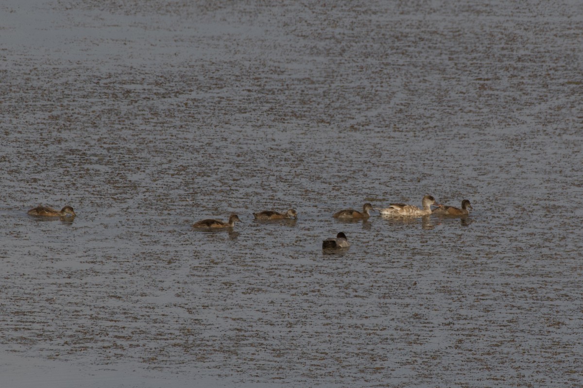 Red-crested Pochard - Stella Hao