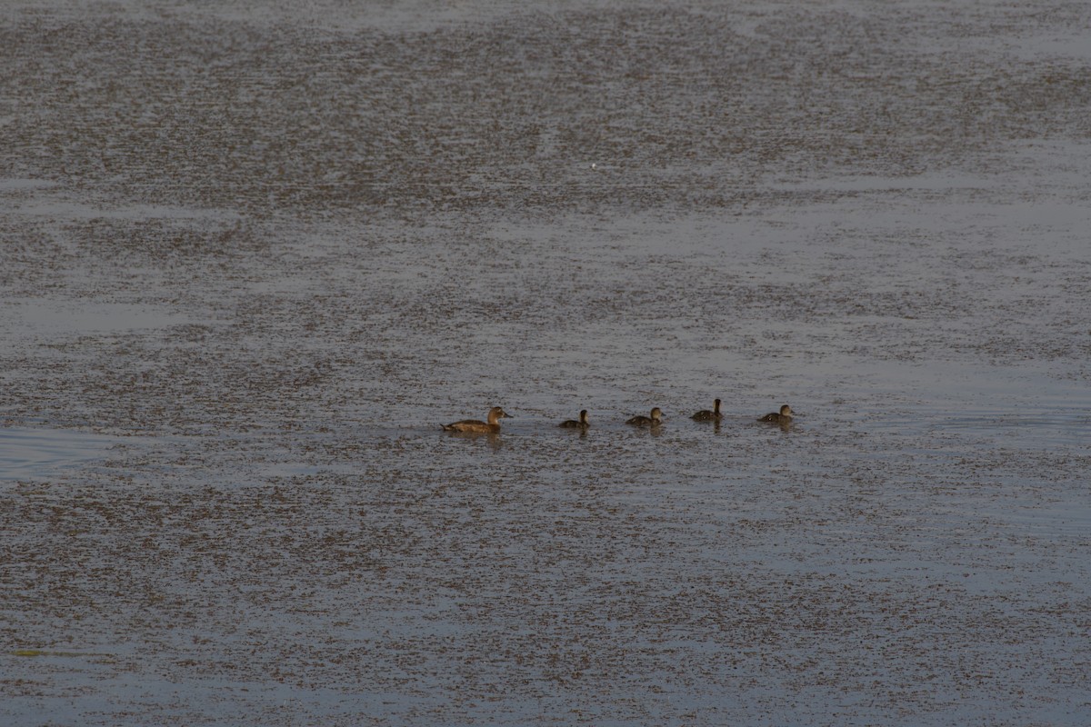 Common Pochard - ML357783161