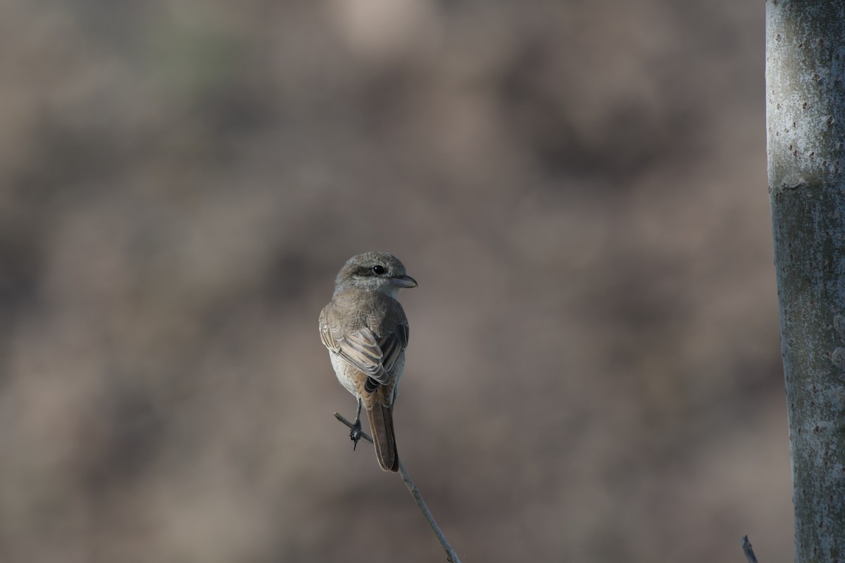 Isabelline Shrike - ML357783241