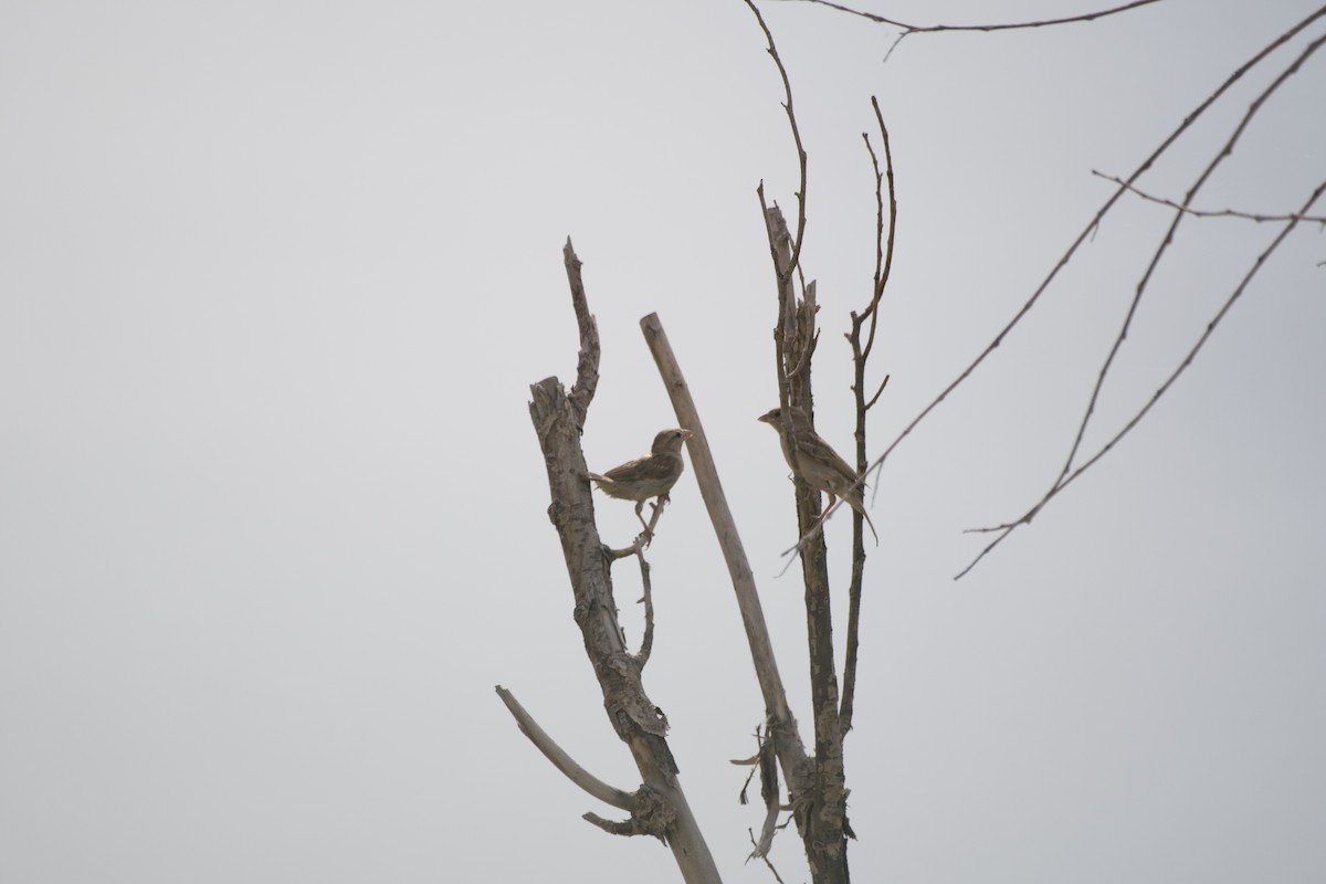 House Sparrow - ML357784151