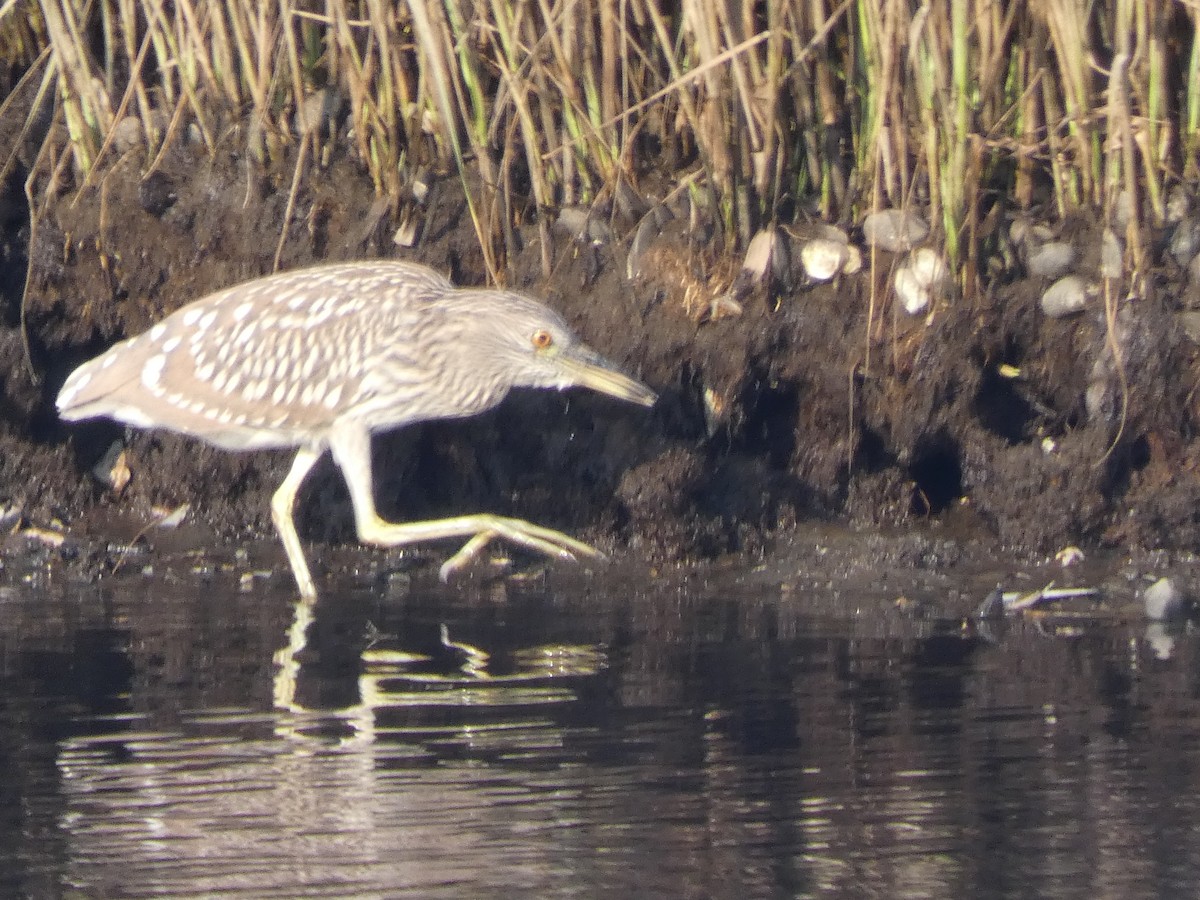 Black-crowned Night Heron - ML357784731