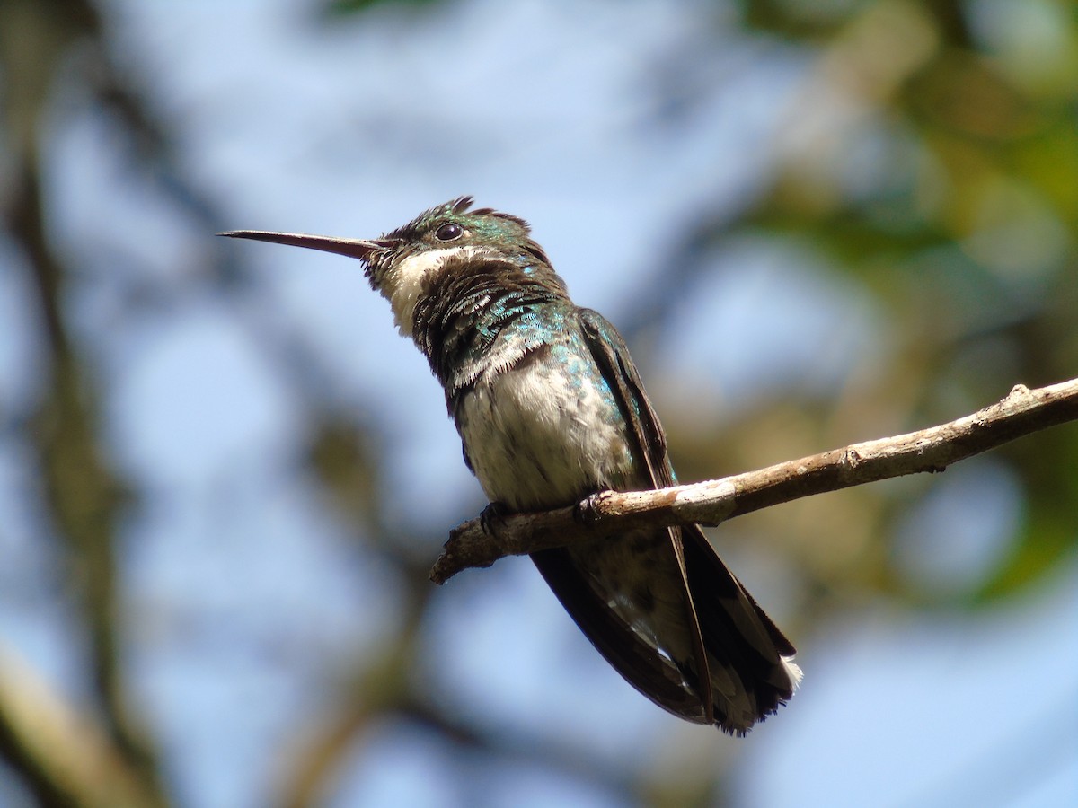 Colibrí Gargantilla - ML357784831