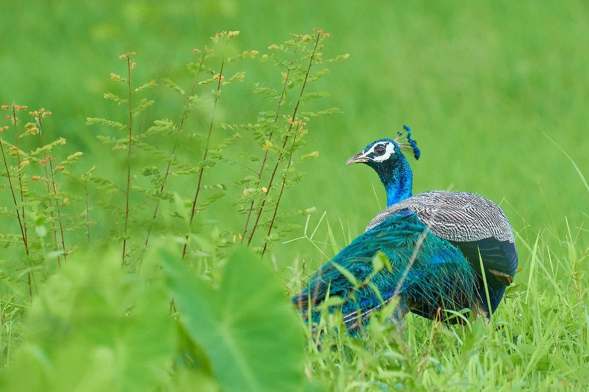 Indian Peafowl - Raghavendra  Pai