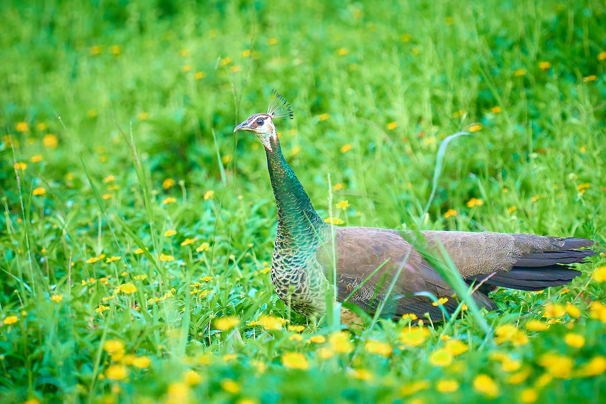 Indian Peafowl - ML357785241