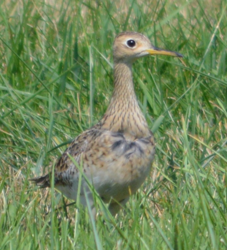 præriesnipe - ML357785451