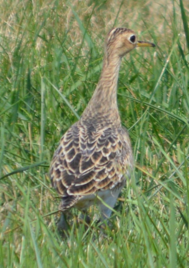 præriesnipe - ML357785471