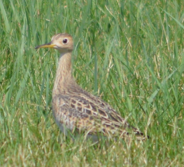 præriesnipe - ML357785491