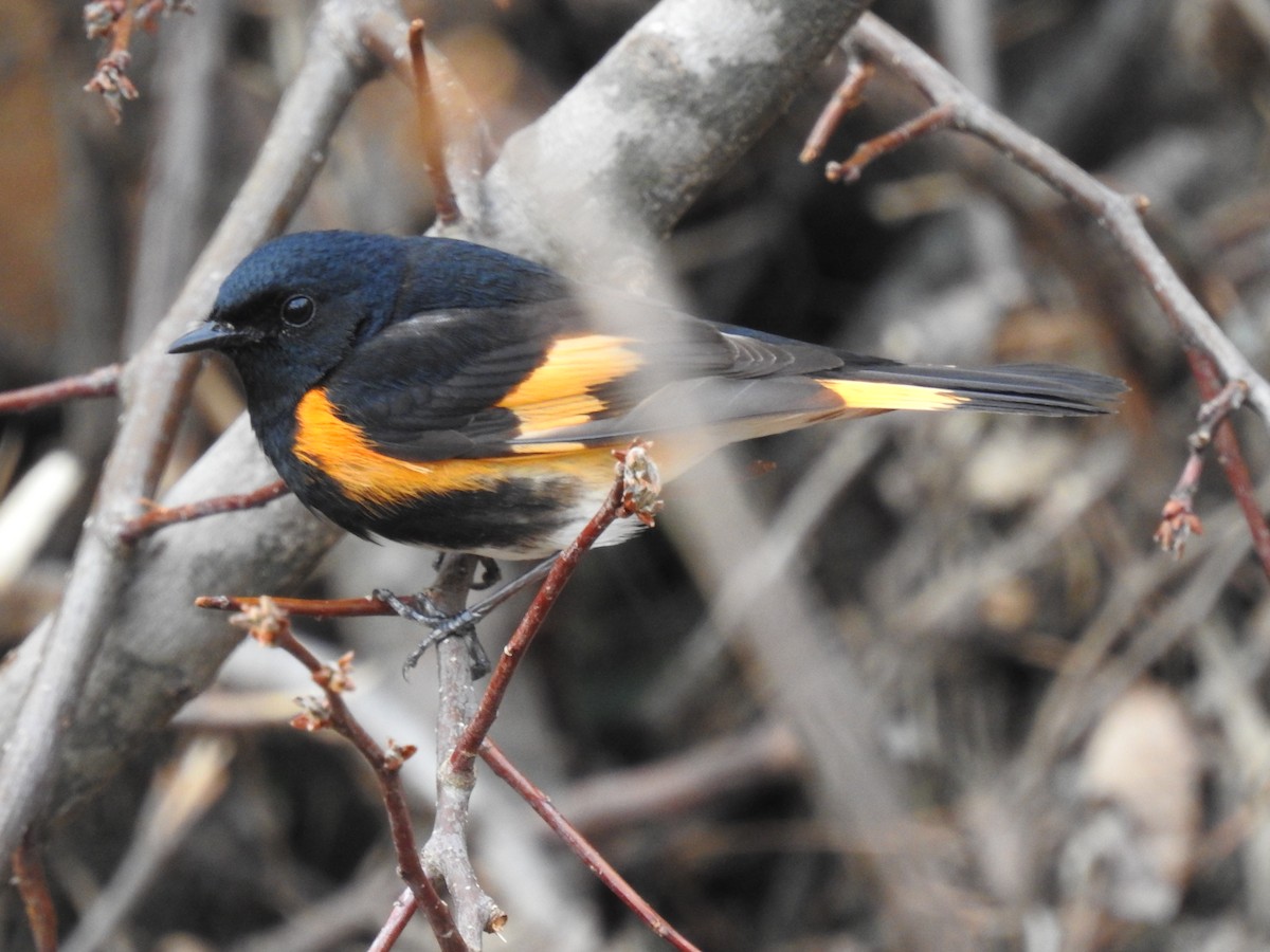 American Redstart - ML357785681