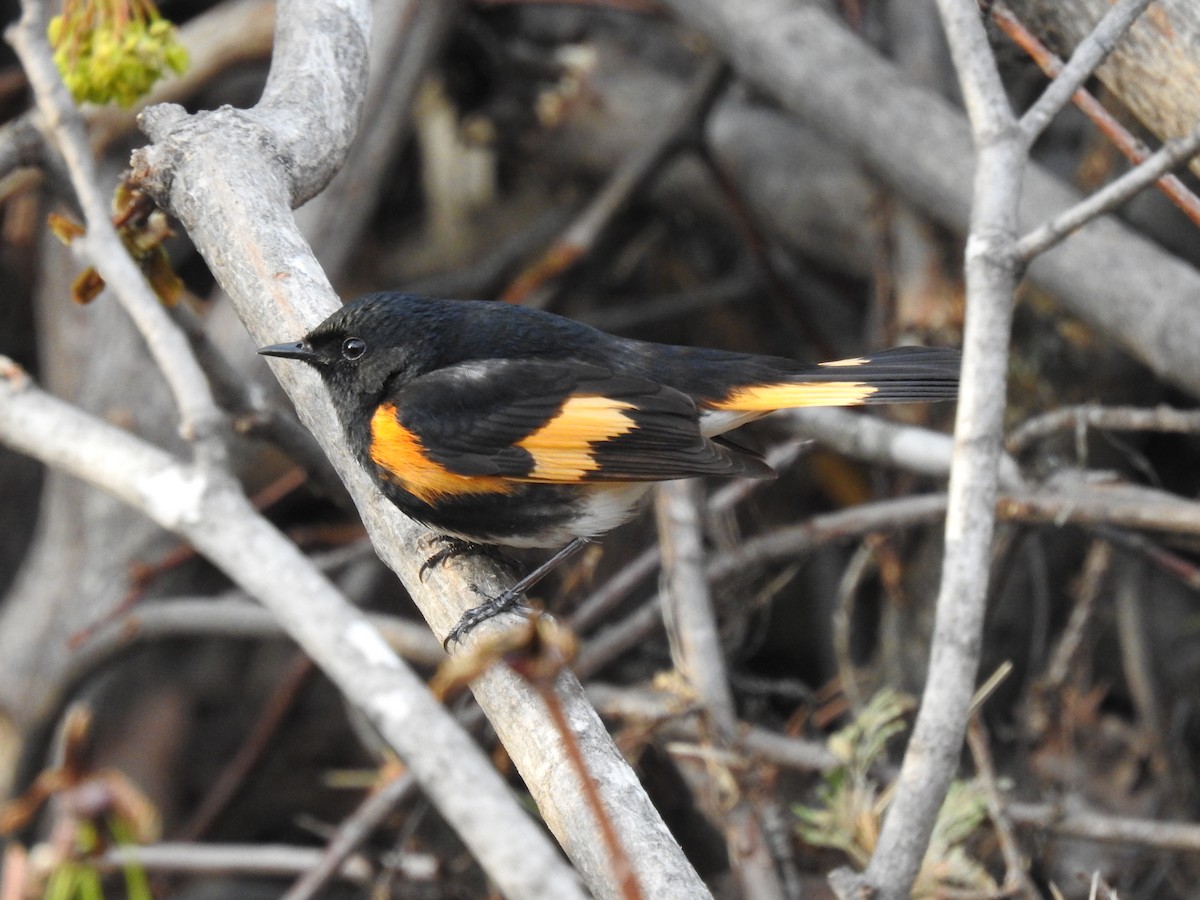 American Redstart - ML357785691
