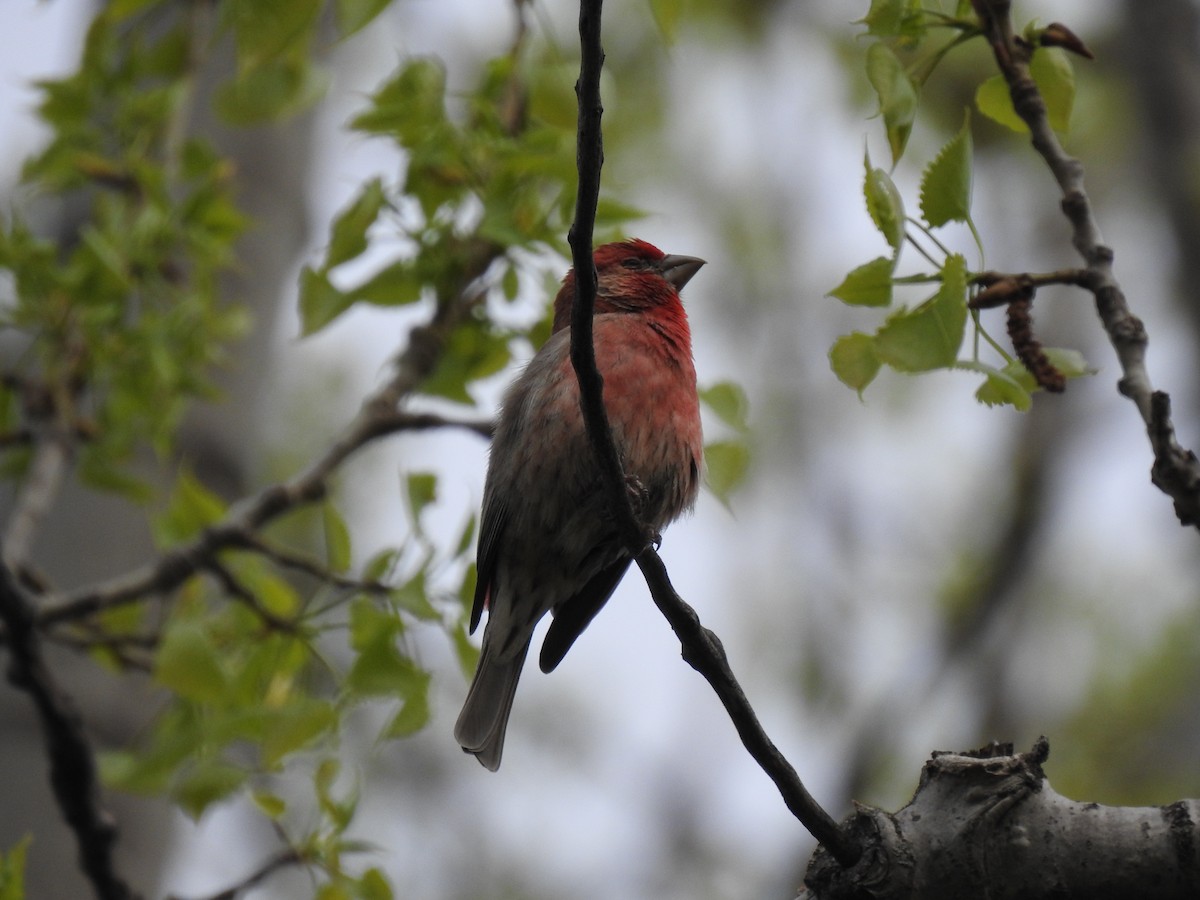 House Finch - ML357785791