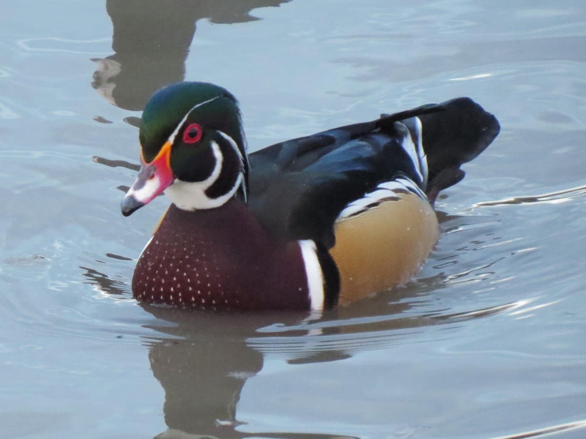 Wood Duck - Matthew Hunter