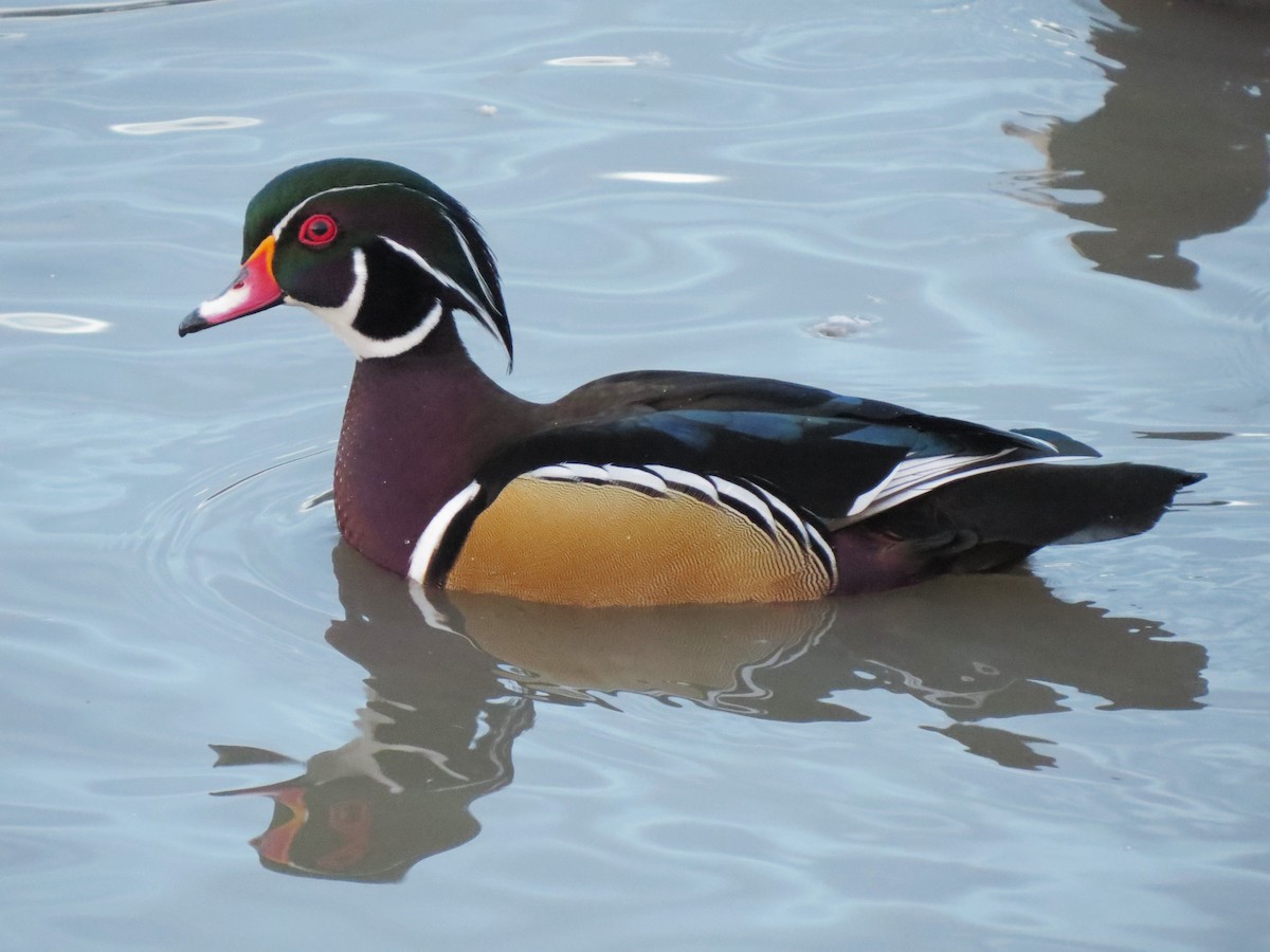 Wood Duck - Matthew Hunter