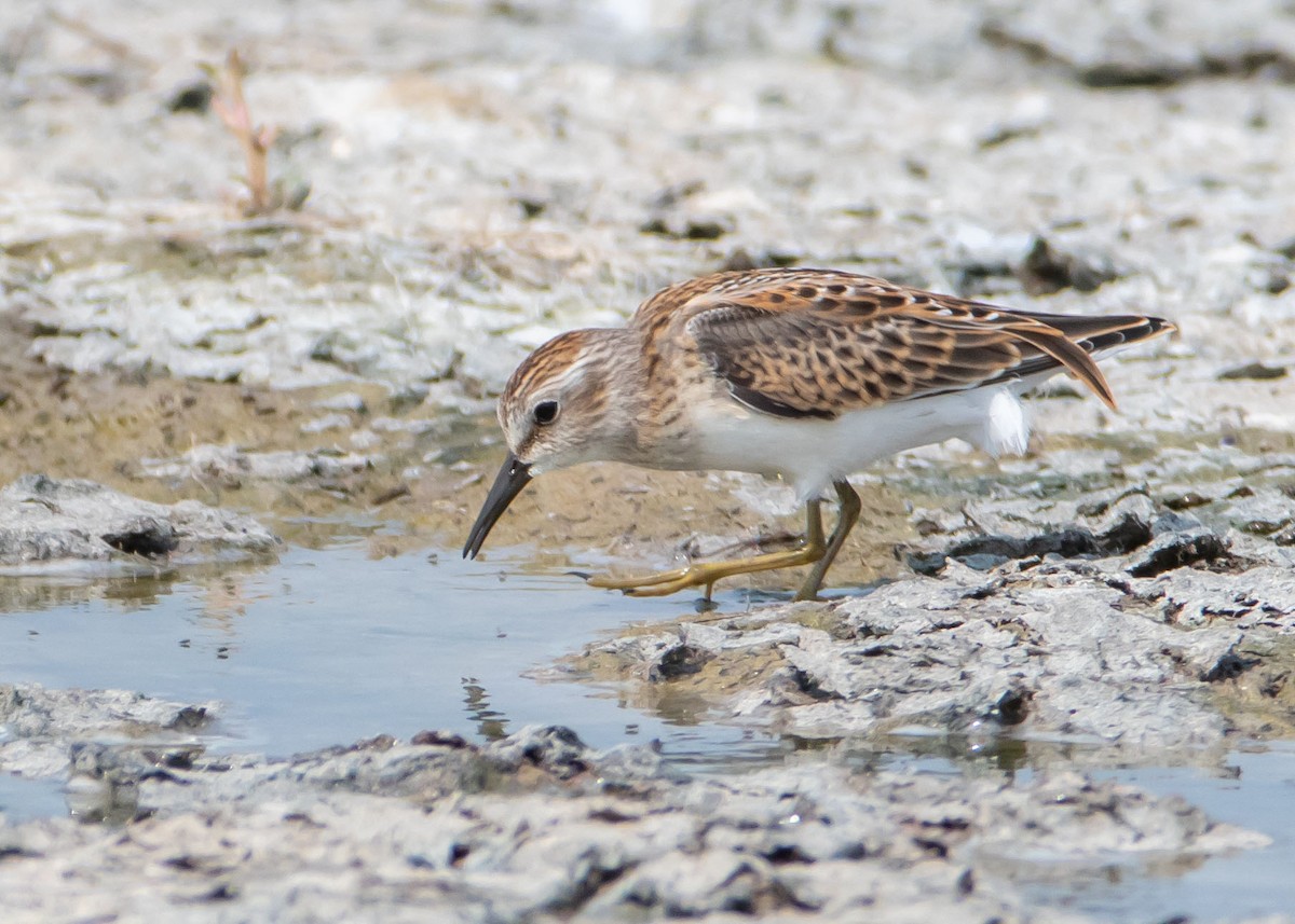 Least Sandpiper - Ken Pride