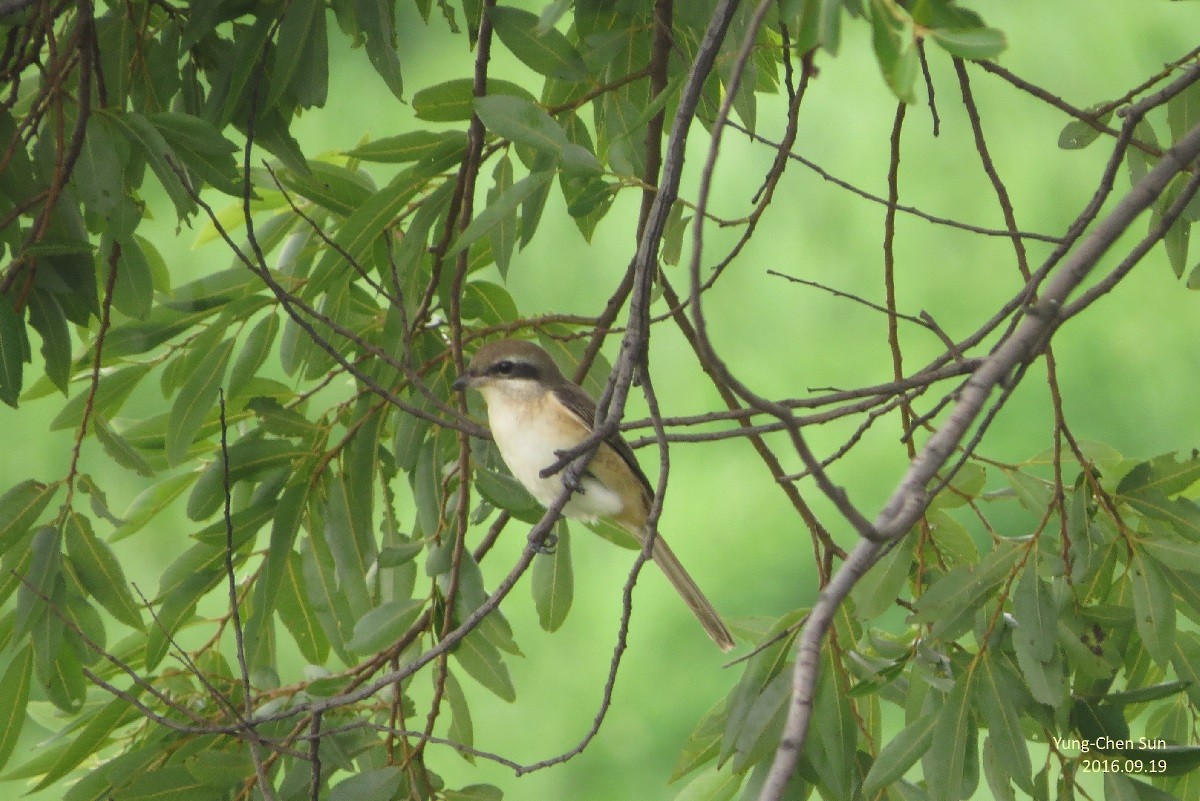 Brown Shrike - ML35778781