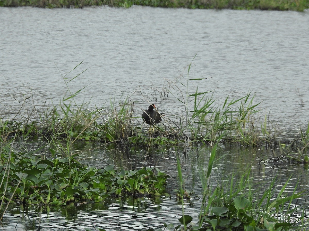 Eurasian Moorhen - ML35778791